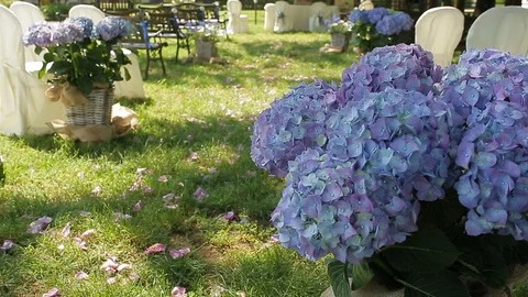 Iris flower bouquet Stock Footage 88439546