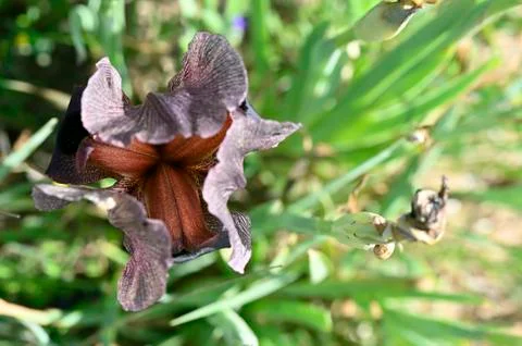 Iris flower bud inside and petals Stock Photos