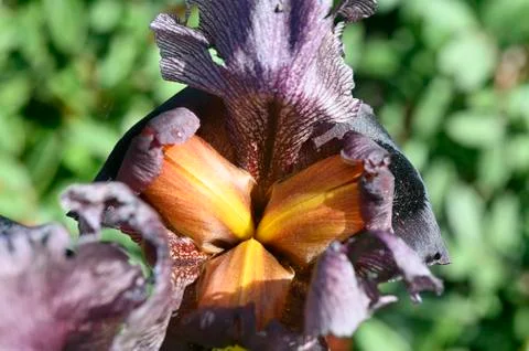 Iris flower bud inside and petals Stock Photos