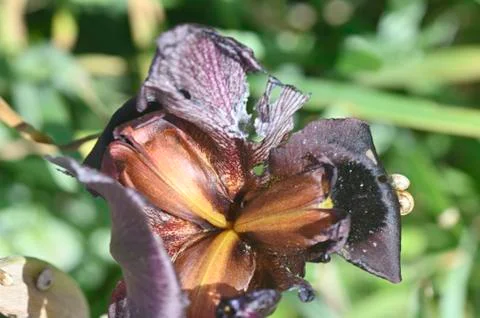Iris flower bud inside and petals Foto stock