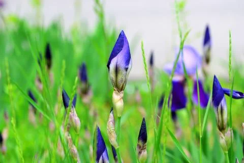 Iris flower bud macro Stock Photos