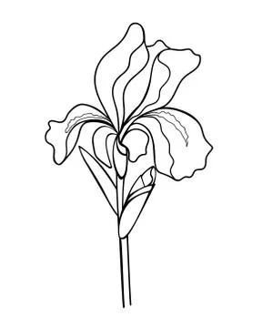 Iris flower with a bud, stem and leaf - linear vector illustration for coloring. Stock Illustration