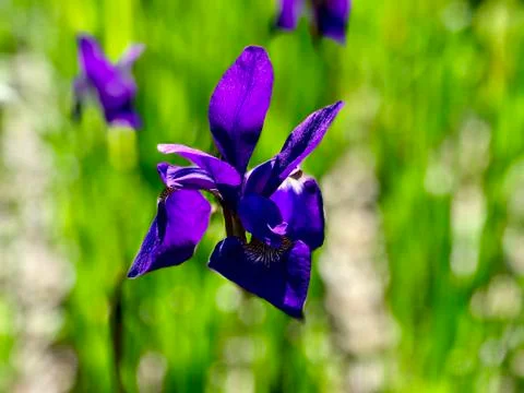 Iris flower, close up Stock Photos