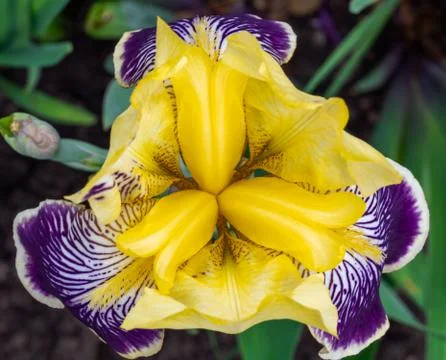 Iris flower close up Stock Photos