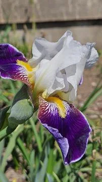 Iris Flower Close-Up Foto stock
