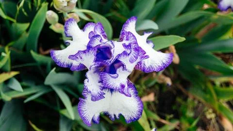 Iris flower close up top view. White and purple iris flower. The background Stock Photos