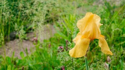 Iris flower close up. Yellow iris in the garden. Background Stock Photos