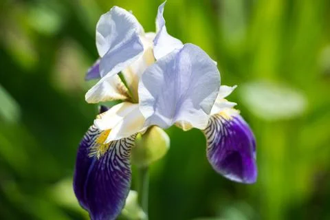 Iris flower closeup Stock Photos