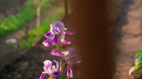 Iris flower of a delicate pink-violet hue close-up. Smooth camera movement Stock Footage 202115306