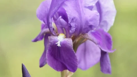 Iris flower details Stock Footage 74901488