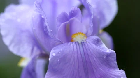Iris flower during spring with the blowing wind and beautiful soft purple color Stock Footage 133580174