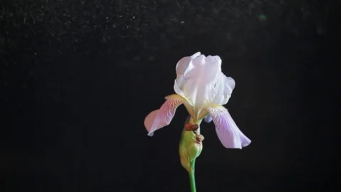 Iris flower dust dark background nobody hd footage Stock Footage 108926102