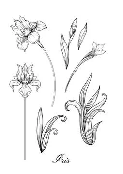 Iris flower, fleur-de-lis Stock Illustration