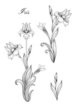 Iris flower, fleur-de-lis Stock Illustration