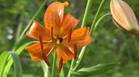 Iris flower Video stock 8664173