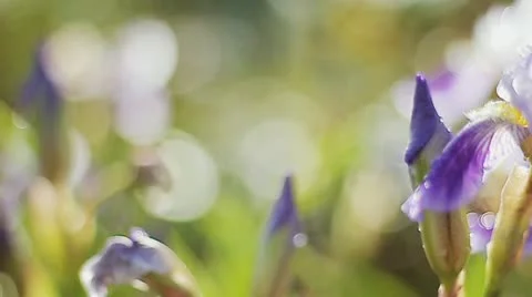 Iris flower Stock Footage 11132427