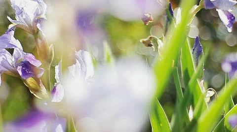 Iris flower Stock Footage 11132520