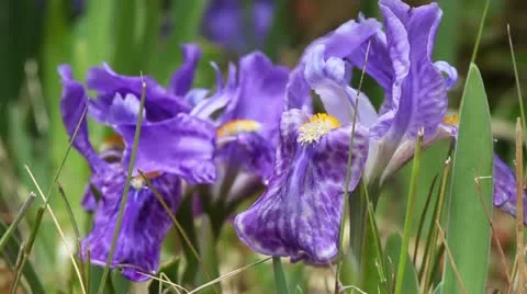 Iris flower Stock Footage 24635924