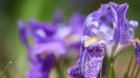 Iris flower Stock Footage 24636823
