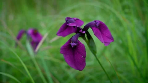 Iris flower Stock Footage 25541464