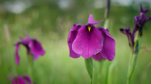 Iris flower Stock Footage 25541495