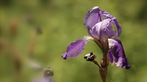 Iris Flower 動画素材 50356771