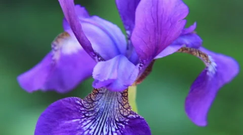 Iris flower Stock Footage 53232065