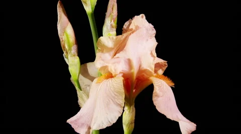 Iris Flower Stock Footage 54602093