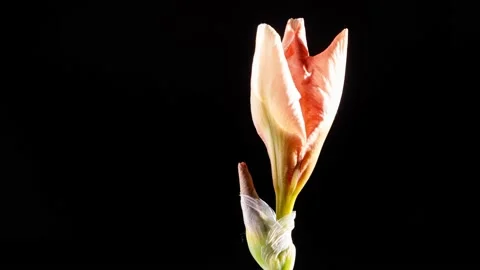 Iris flower Stock Footage 143600358