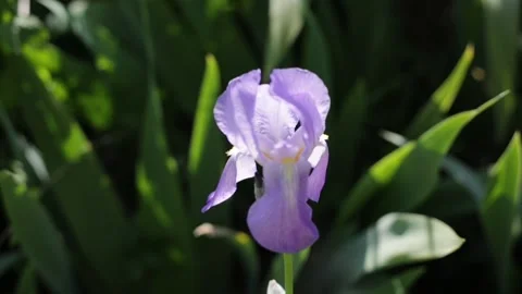 Iris flower Stock Footage 169369372