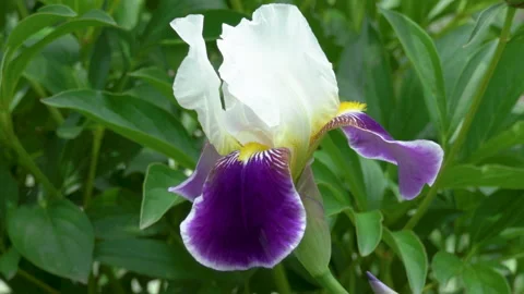 Iris flower Video stock 171516502