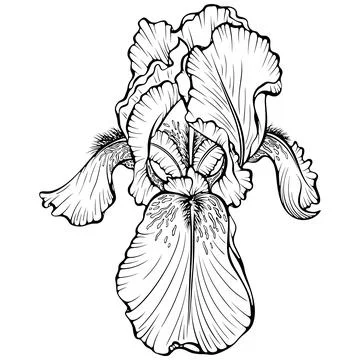 Iris flower front view line art Stock Illustration