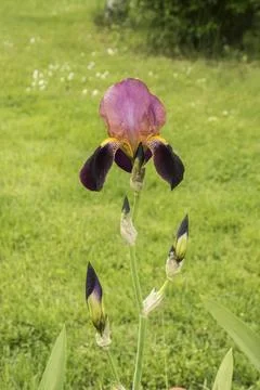 Iris flower in full bloom 스톡 사진