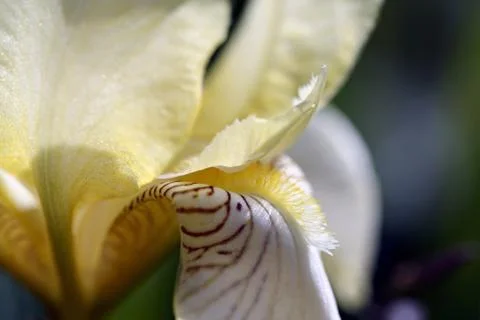 Iris flower in garden Stock Photos