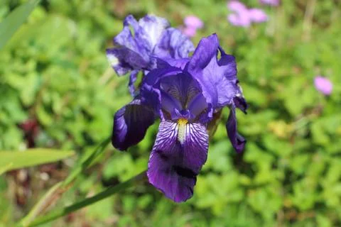 Iris flower in a garden Stock Photos
