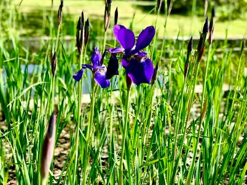 Iris flower in the garden Stock-Fotos