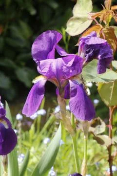 Iris flower in a garden Foto stock
