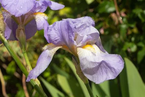 Iris flower in a garden Stock Photos