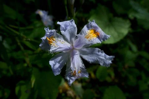 Iris flower in the garden Stock Photos