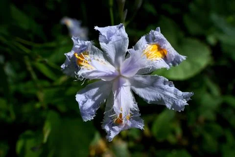 Iris flower in the garden Foto stock