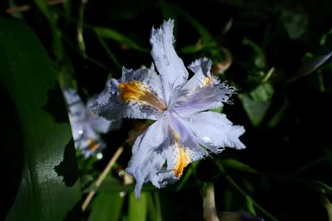 Iris flower in the garden Stock Photos
