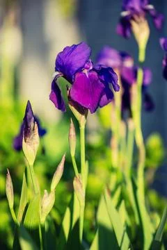 Iris flower in the garden, spring background Stock Photos