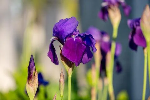 Iris flower in the garden, spring background Stock Photos