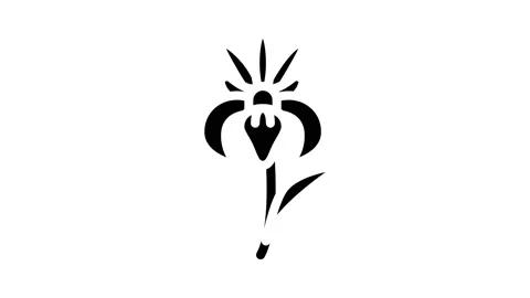 Iris flower glyph icon animation Stock Footage 227271497