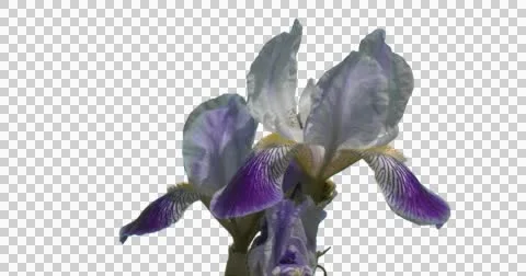 Iris Flower Grass Green Plants Leaves Stock Footage 50994457
