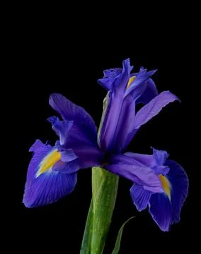 Iris flower grows on a black background, beauty in nature Stock Photos