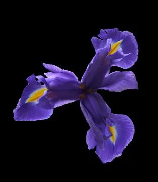 Iris flower grows on a black background, beauty in nature Stock Photos