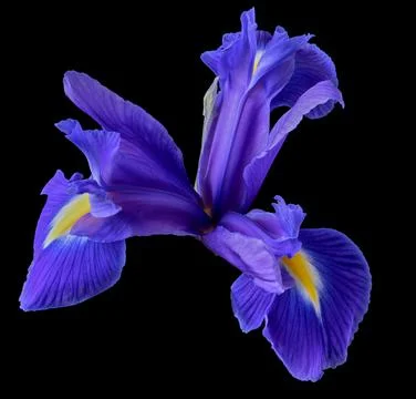 Iris flower grows on a black background, beauty in nature Stock Photos