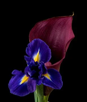 Iris flower grows on a black background, beauty in nature Stock Photos