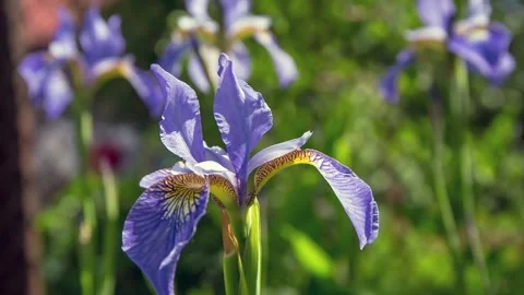 Iris flower grows in the garden. Stock Footage 112325157